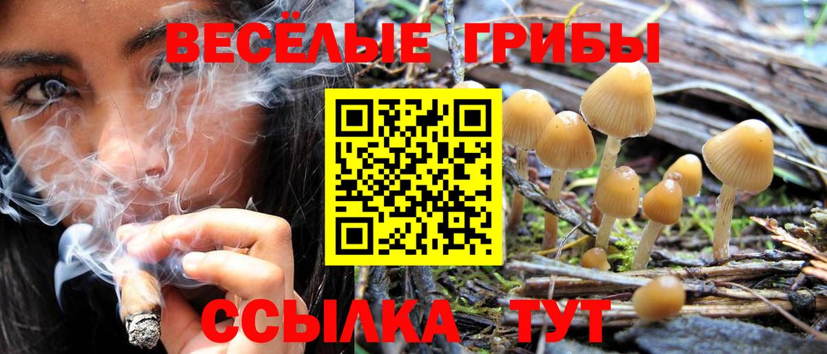 как найти наркотики  Мирный  Галлюциногенные грибы Psilocybe  Галлюциногенные грибы Psilocybe 
